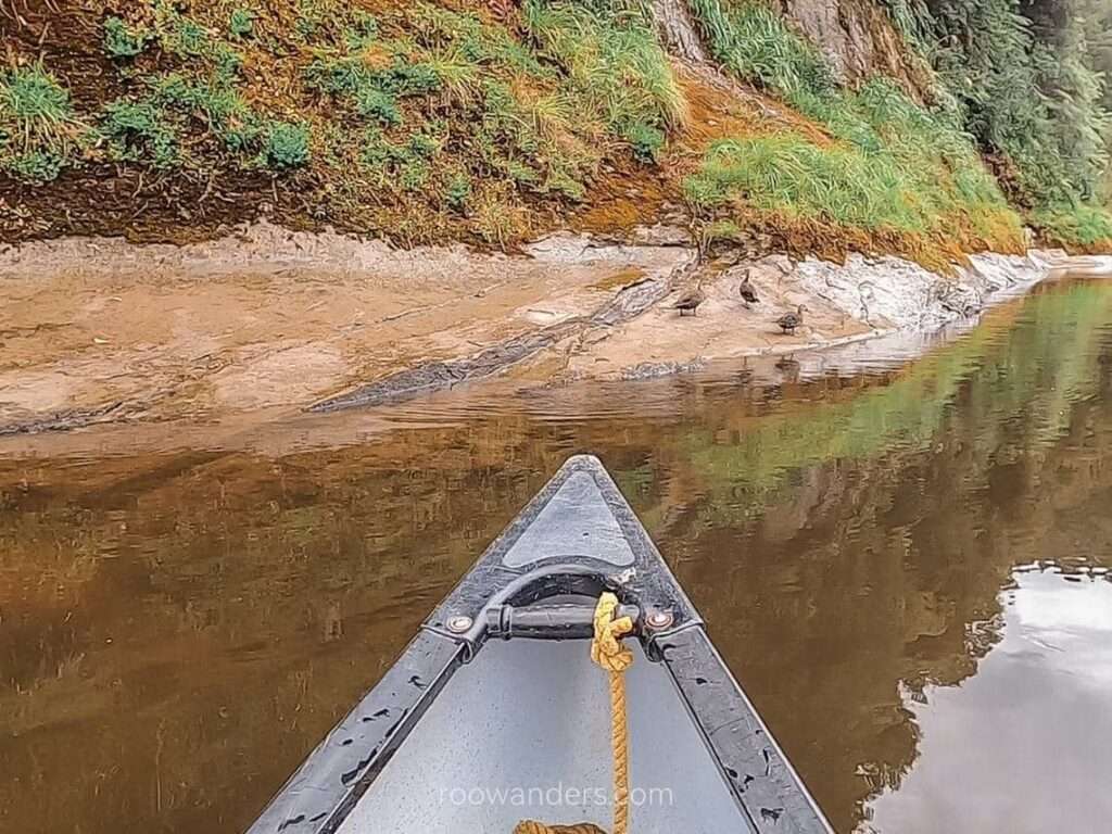 Ducks, Whanganui River, Great Walk, New Zealand - RooWanders