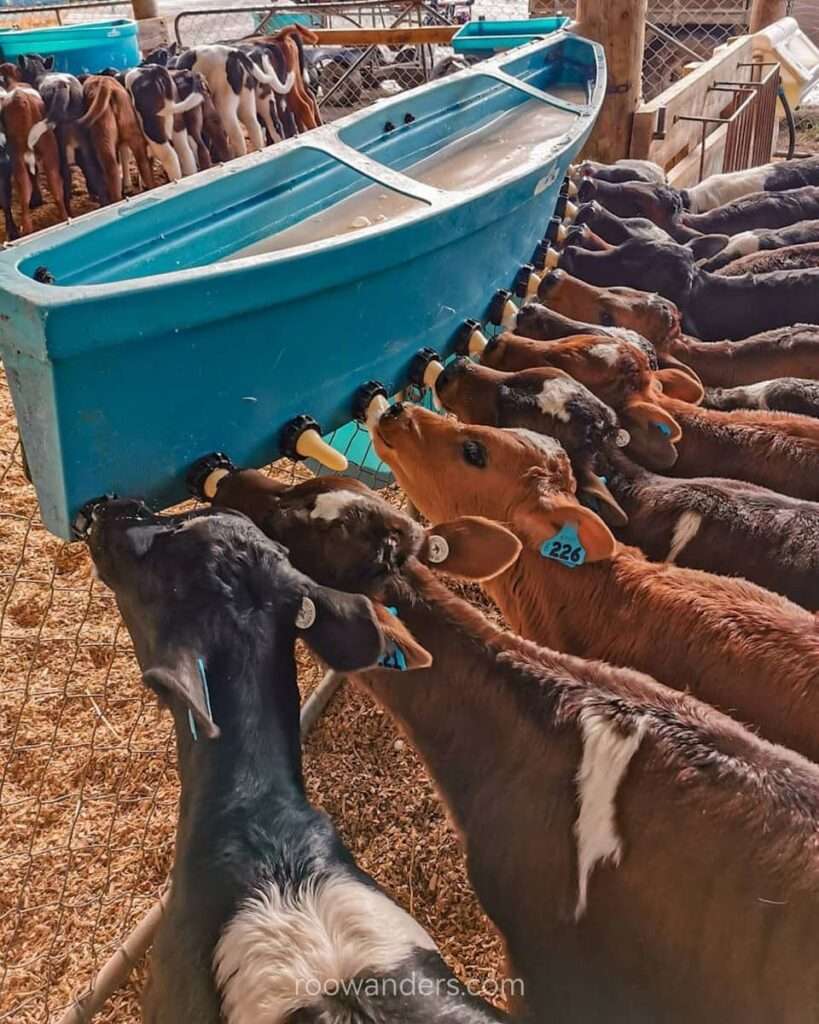 Heifers drinking milk from the feeder. Calf Rearing in New Zealand - RooWanders