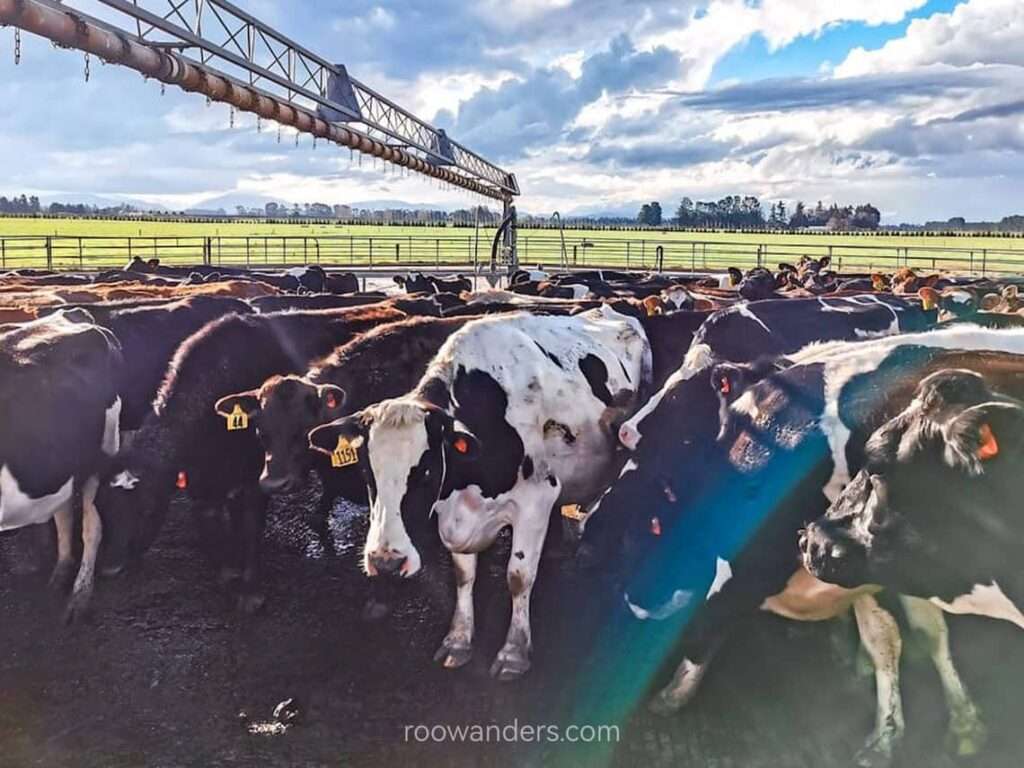 Dairy Cows waiting to be milked, New Zealand - RooWanders