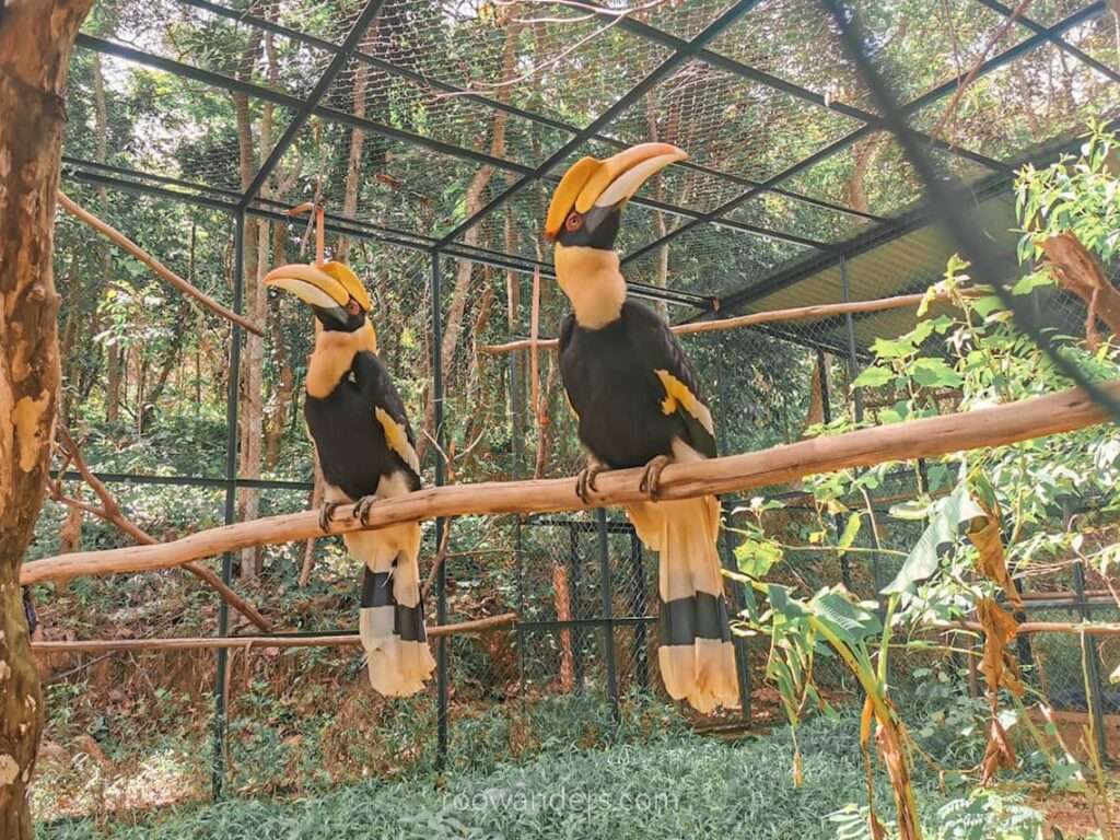 Phong Nha Botanical Garden Hornbill