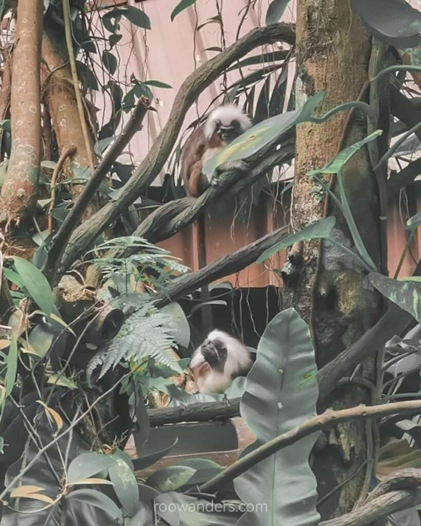 Mandai Zoo Cotton Top Tamarins, Singapore - RooWanders