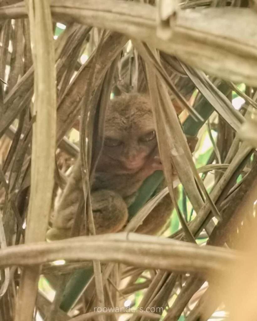 Cebu Bohol Tarsier Sanctuary, Philippines - RooWanders