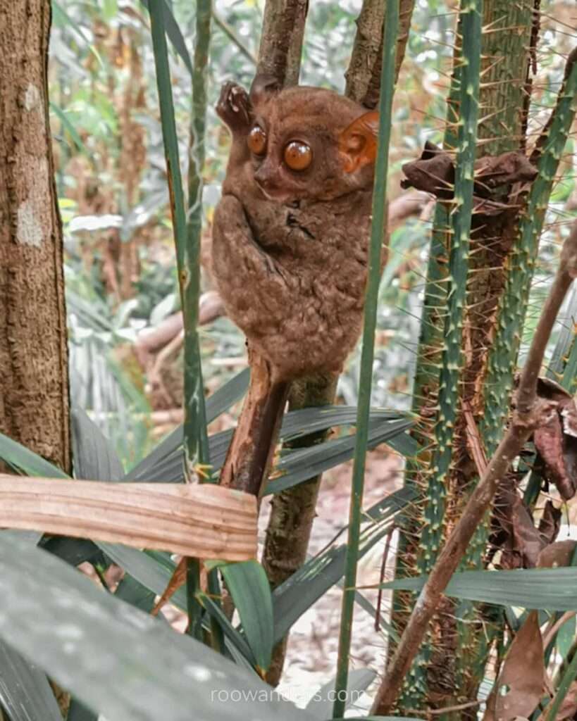 Cebu Bohol Tarsier Sanctuary, Philippines - RooWanders