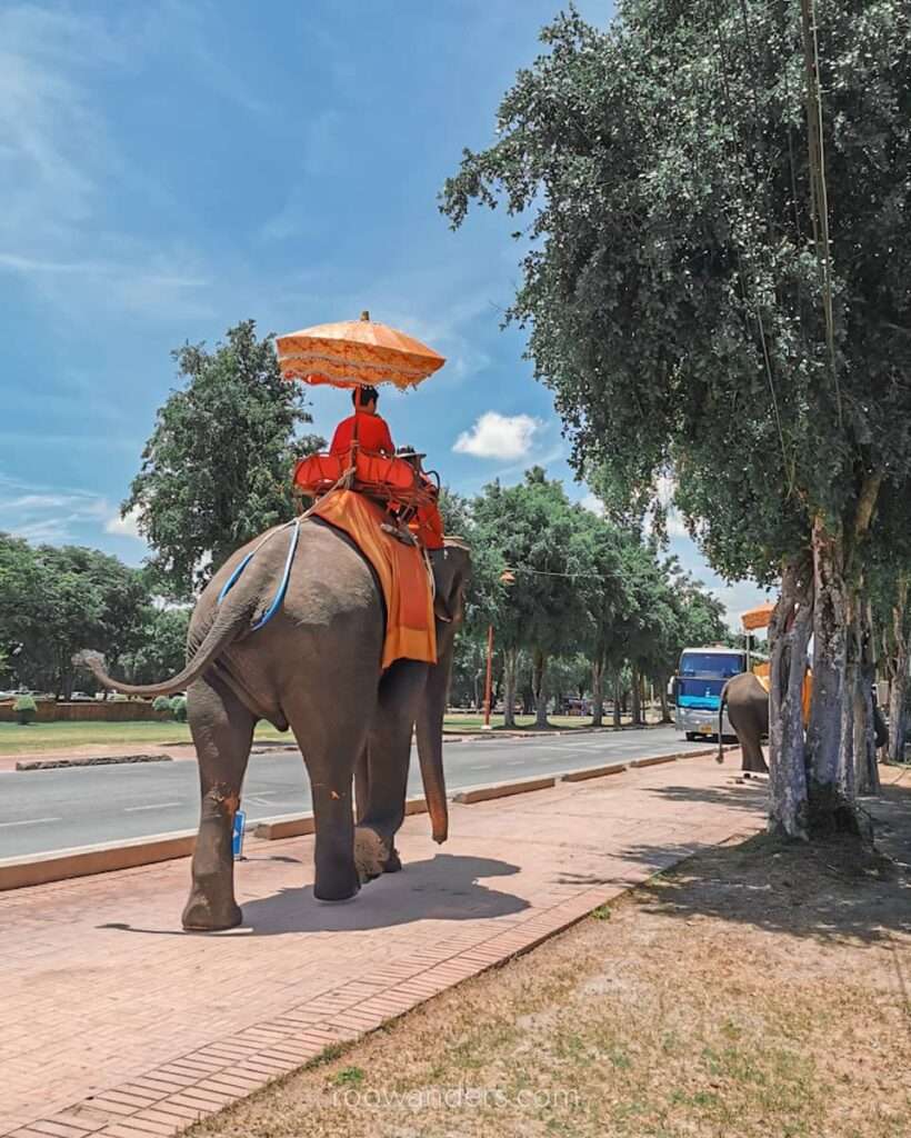 Ayutthaya Elephant, Thailand - RooWanders