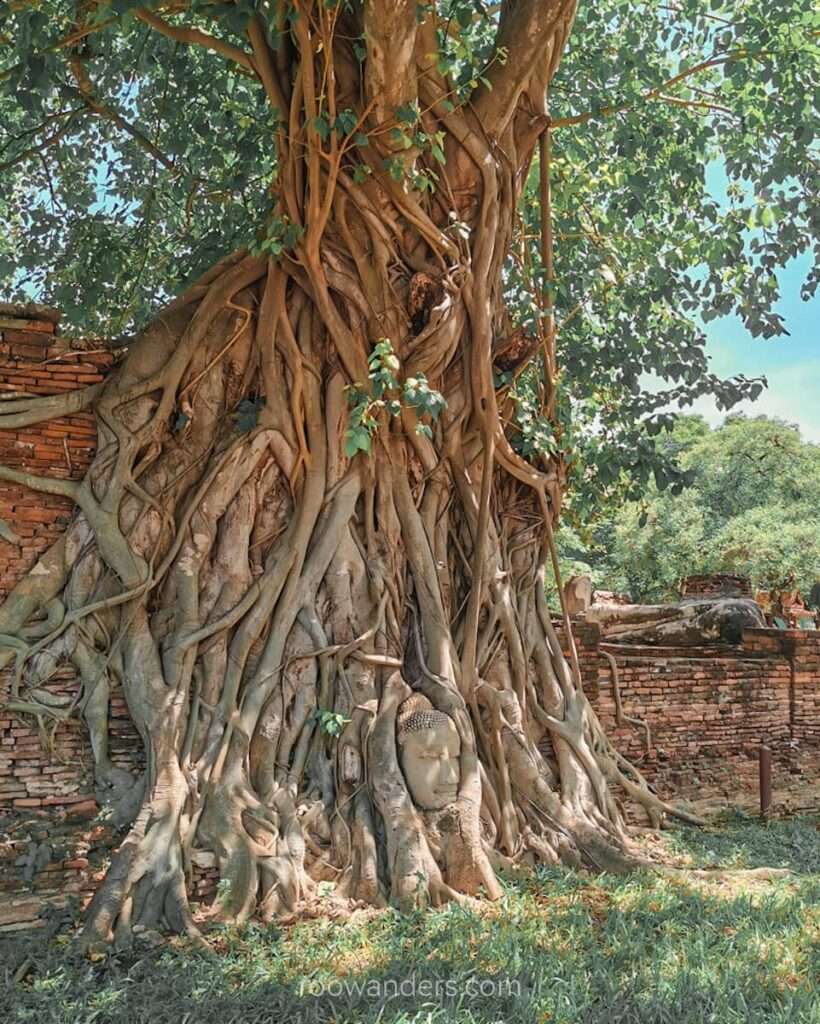 Ayutthaya Wat Mahathat, Buddha in Tree, Thailand - RooWanders