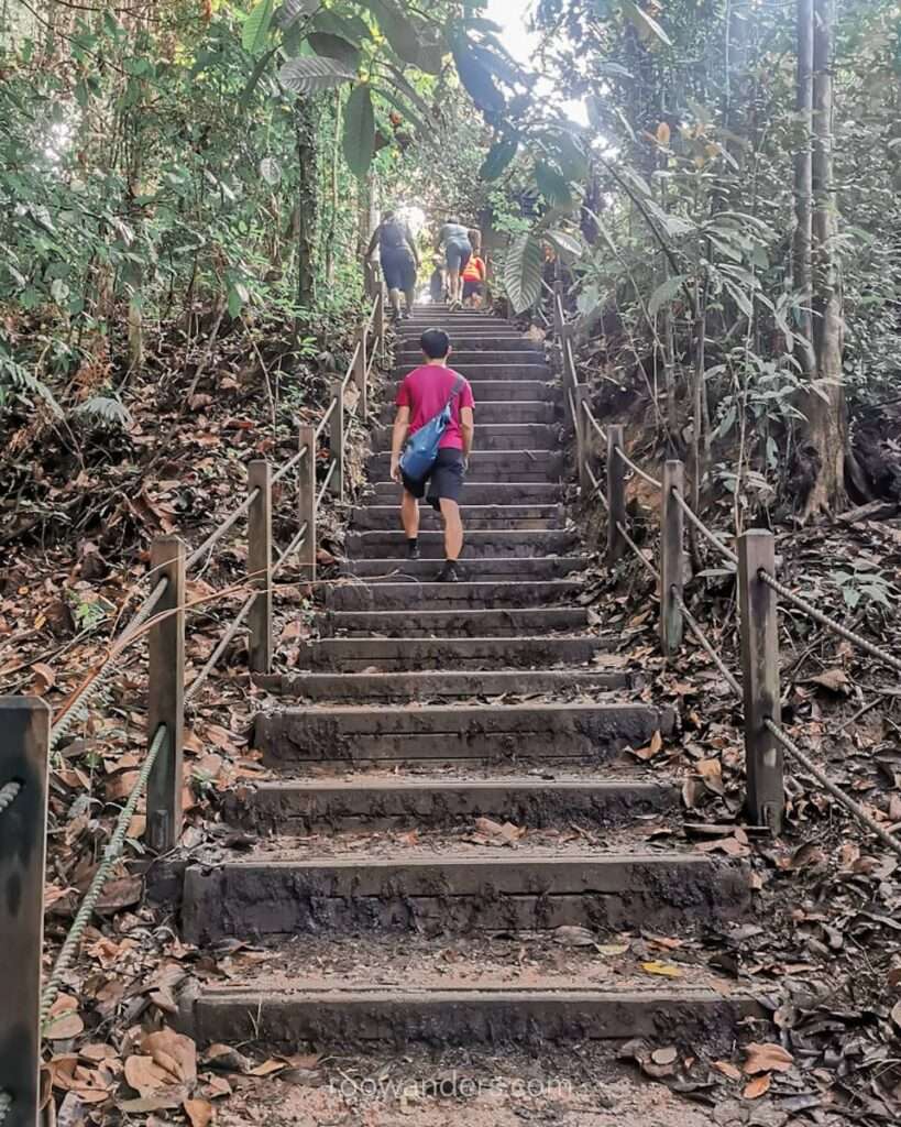 BTNR Dairy Farm Loop Ascent, Singapore - RooWanders