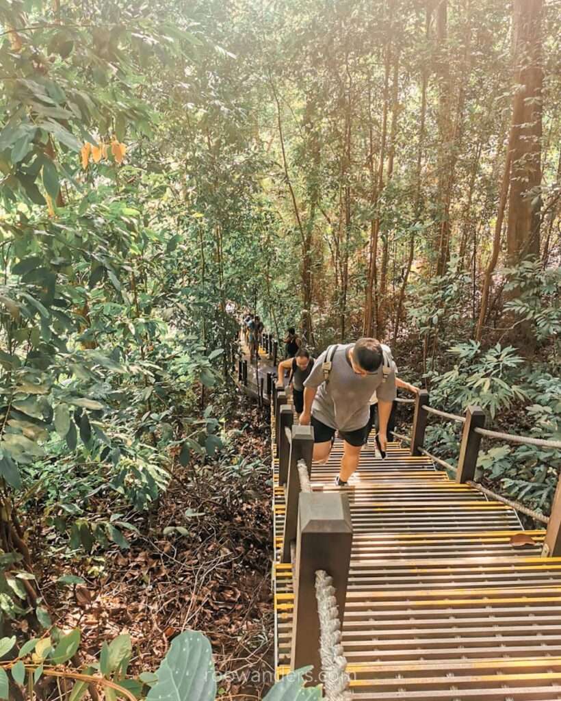 BTNR Dairy Farm Loop Ascent, Singapore - RooWanders