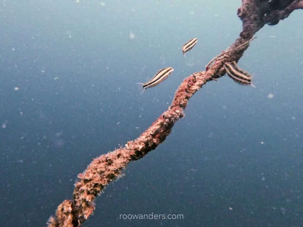 Brunei Dive American Wreck Stripped Blenny - RooWanders