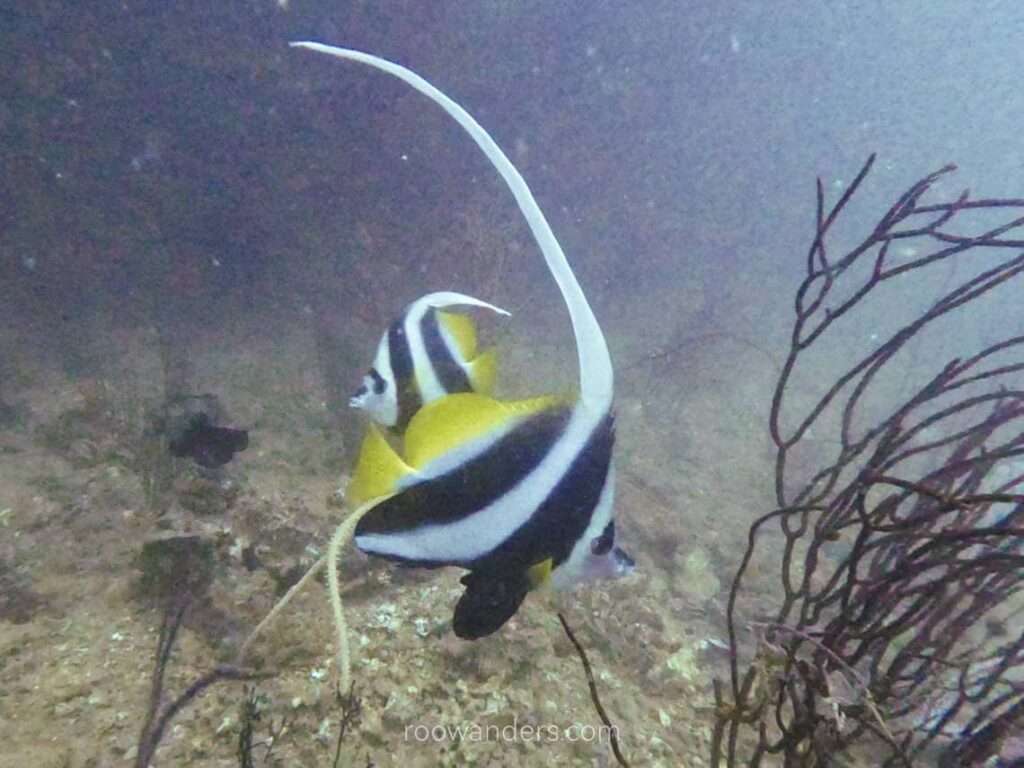 Brunei Dive Dolphin88 Wreck Longfin Bannerfish - RooWanders