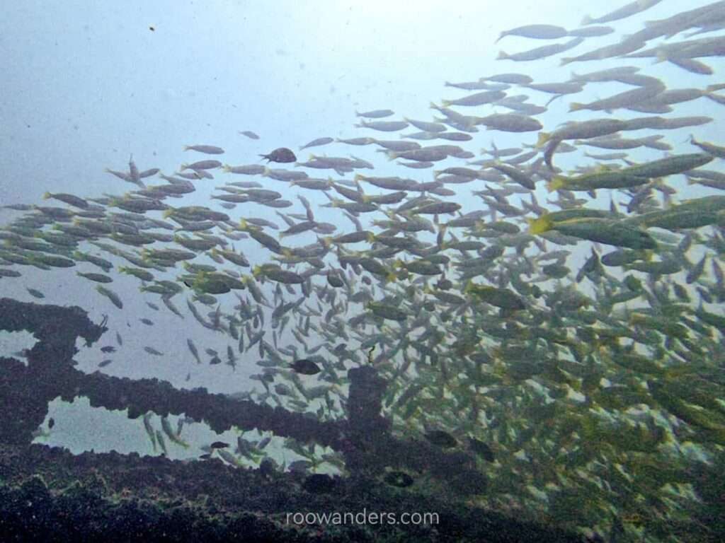 Brunei Dive Dolphin88 Wreck Yellowfin Snapper - RooWanders