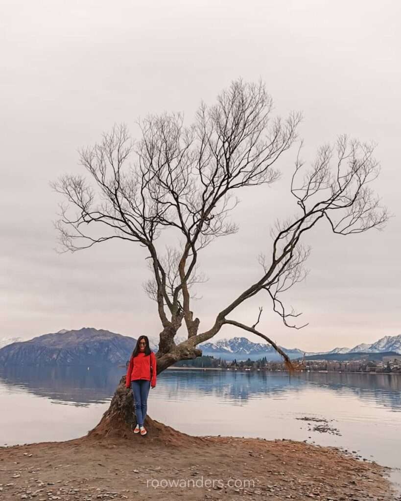 Wanaka Tree, New Zealand - RooWanders